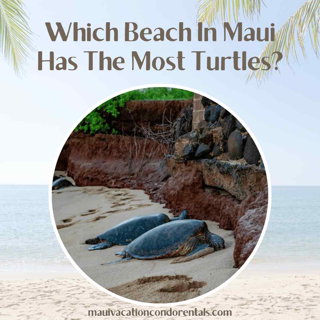 Which Beach In Maui Has The Most Turtles