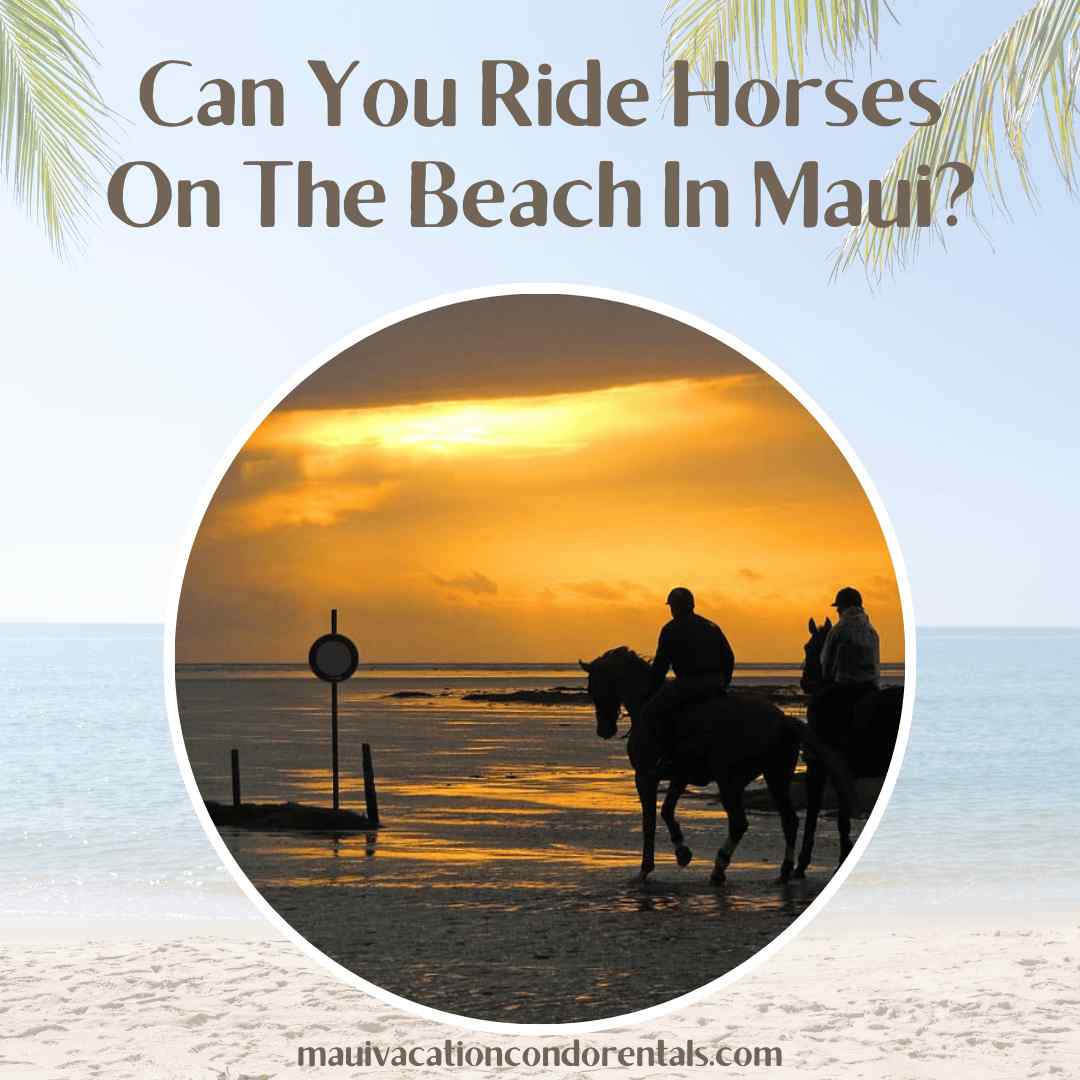 Can You Ride Horses On The Beach In Maui?